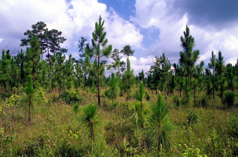 Pinus palustris regeneration USDAFS