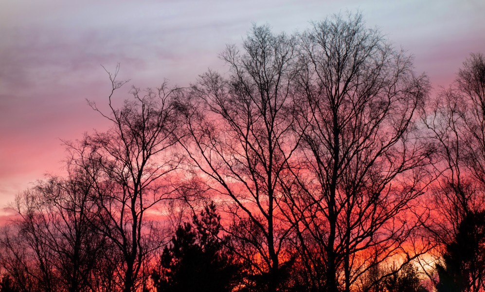 Red sunset behind trees in Brastad 2