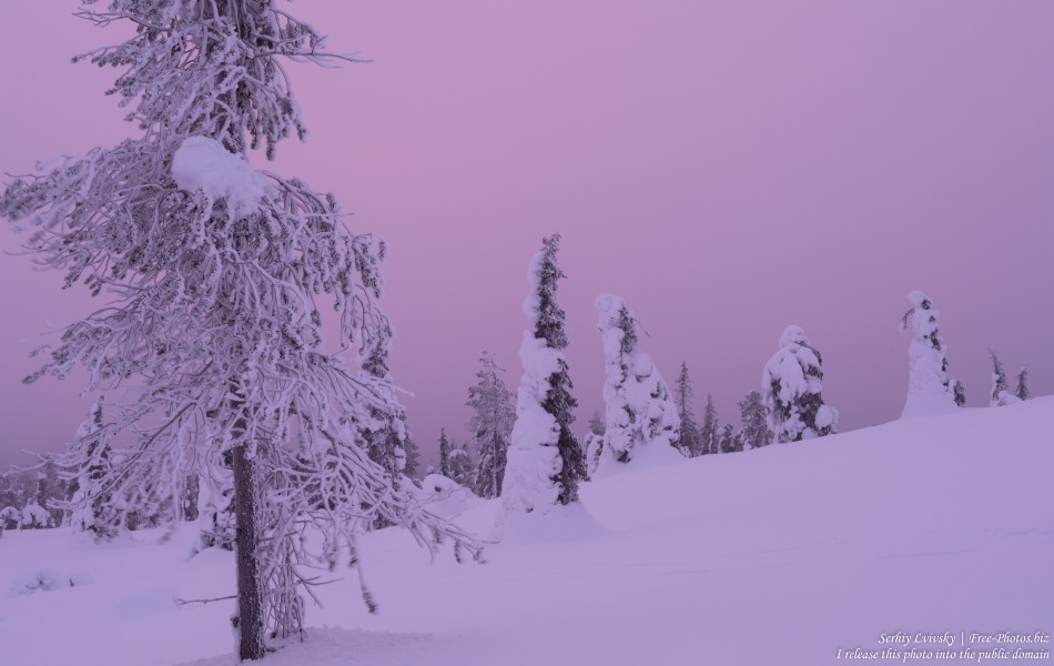 Riisitunturi, Finland, photographed in January 2020 by Serhiy Lvivsky, picture 3