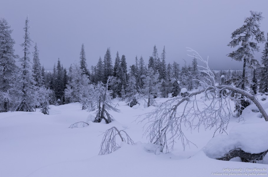 Riisitunturi, Finland, photographed in January 2020 by Serhiy Lvivsky, picture 17