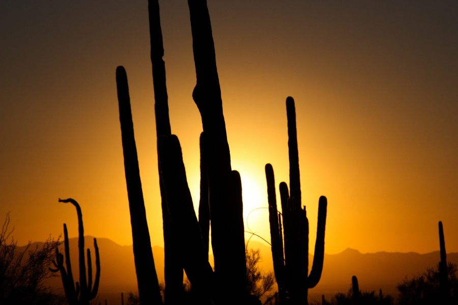 Saguaro Silhouette - Flickr - Joe Parks