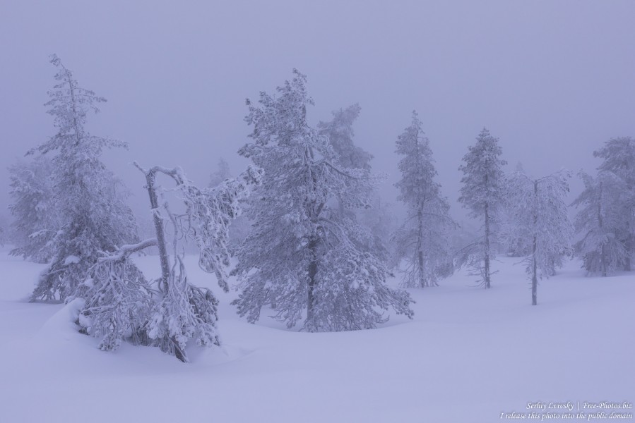 Sallatunturi, Finland, photographed in January 2020 by Serhiy Lvivsky, picture 9