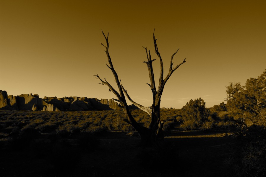 Sepia Tree at Sunset, Arches National Park (3457965489)