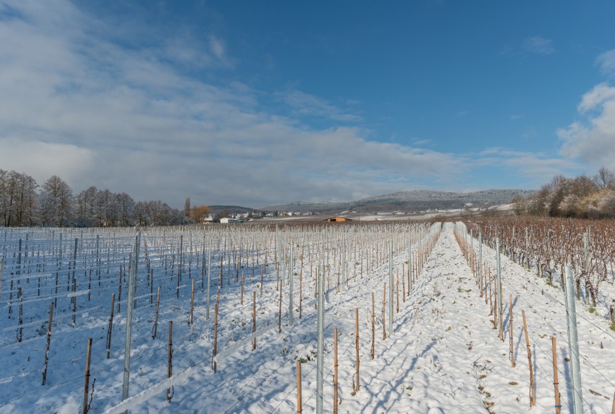 Snow-covered vineyards between Hattenheim and Hallgarten 20150201 1
