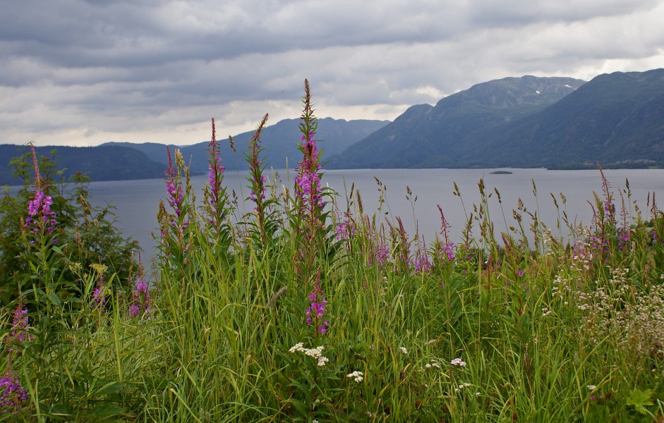Summer landscape - Telemark (3819888357)