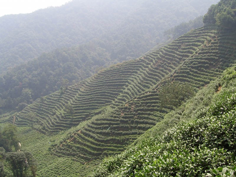 Tea plantation in hangzhou
