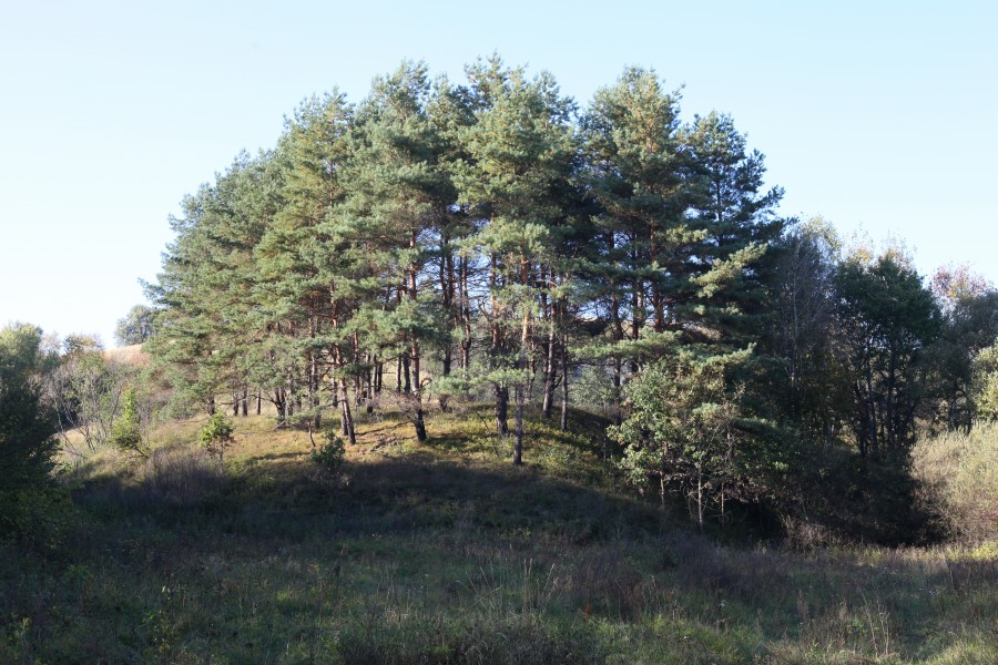 trees on a hill in the beginning of October 2012 in Lviv region of Ukraine