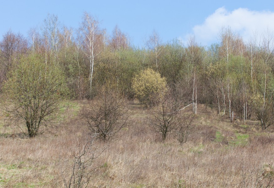 trees with first young leaves in Lviv region of Ukraine in March 2014