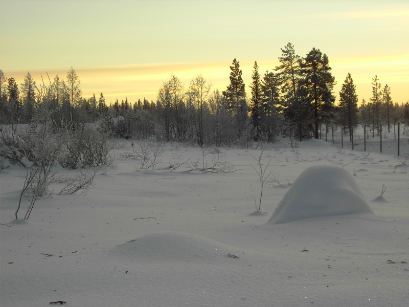 Vinter i Lappland