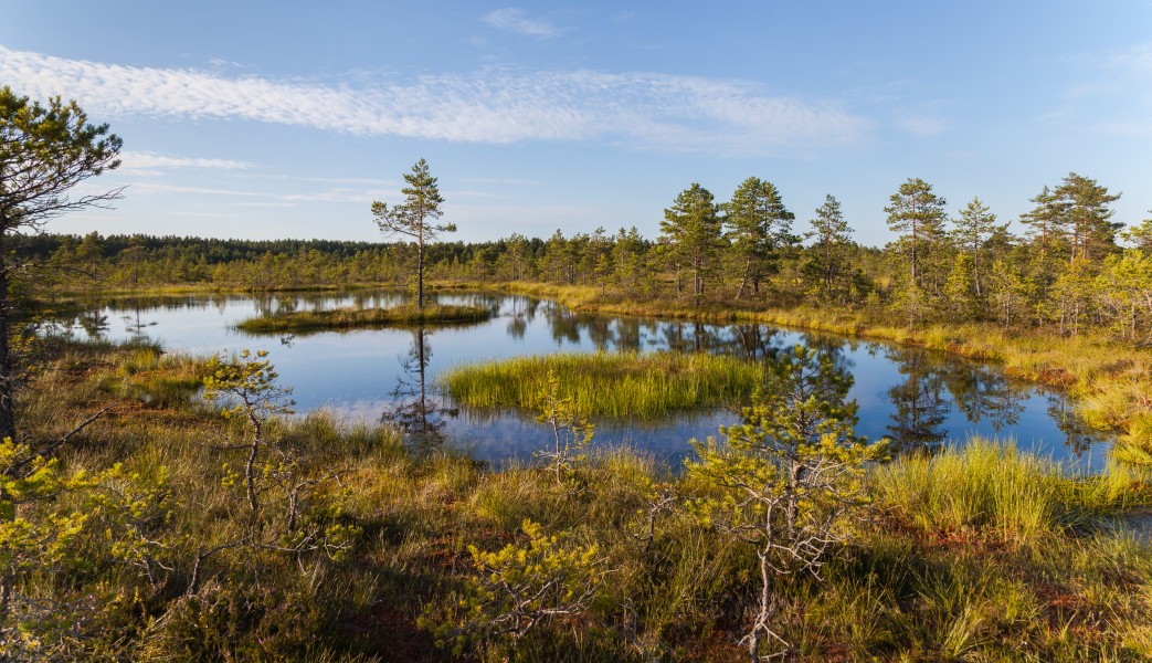 Viru Bog, Parque Nacional Lahemaa, Estonia, 2012-08-12, DD 11