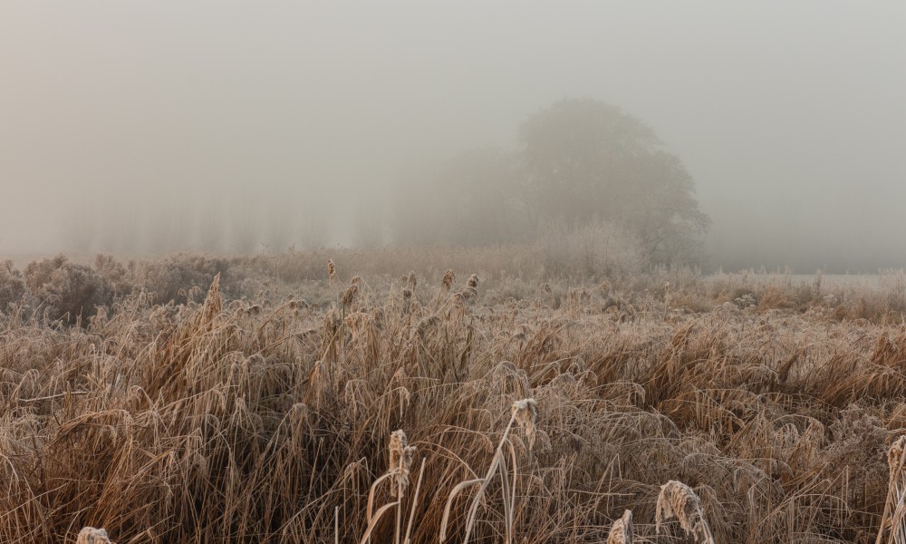 Zware mist hangt over de ruigte. Locatie, Langweerderwielen (Langwarder Wielen) en omgeving