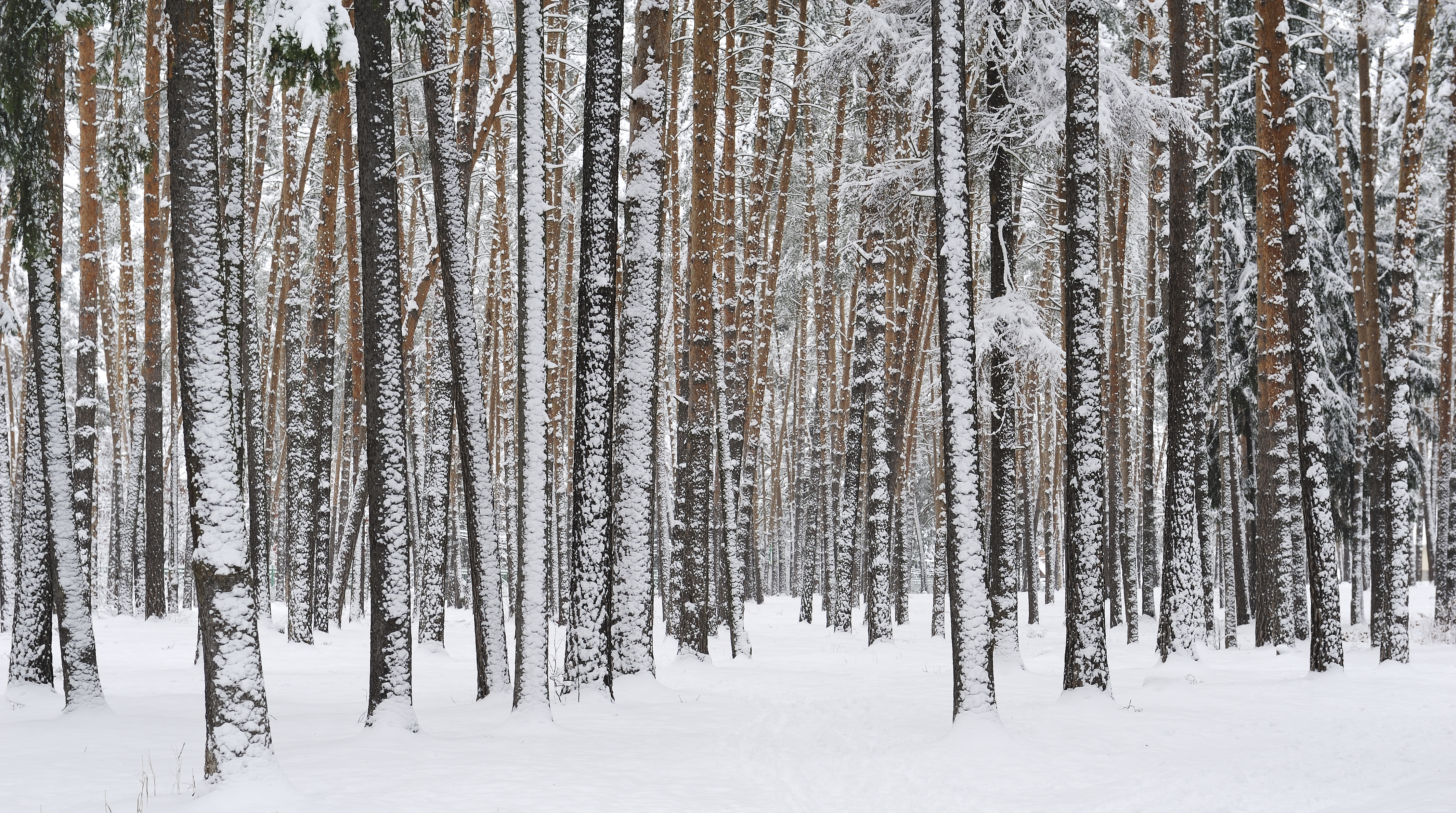 Russia. Moscow Region. Winter pine wood, lake Kratovskoe area