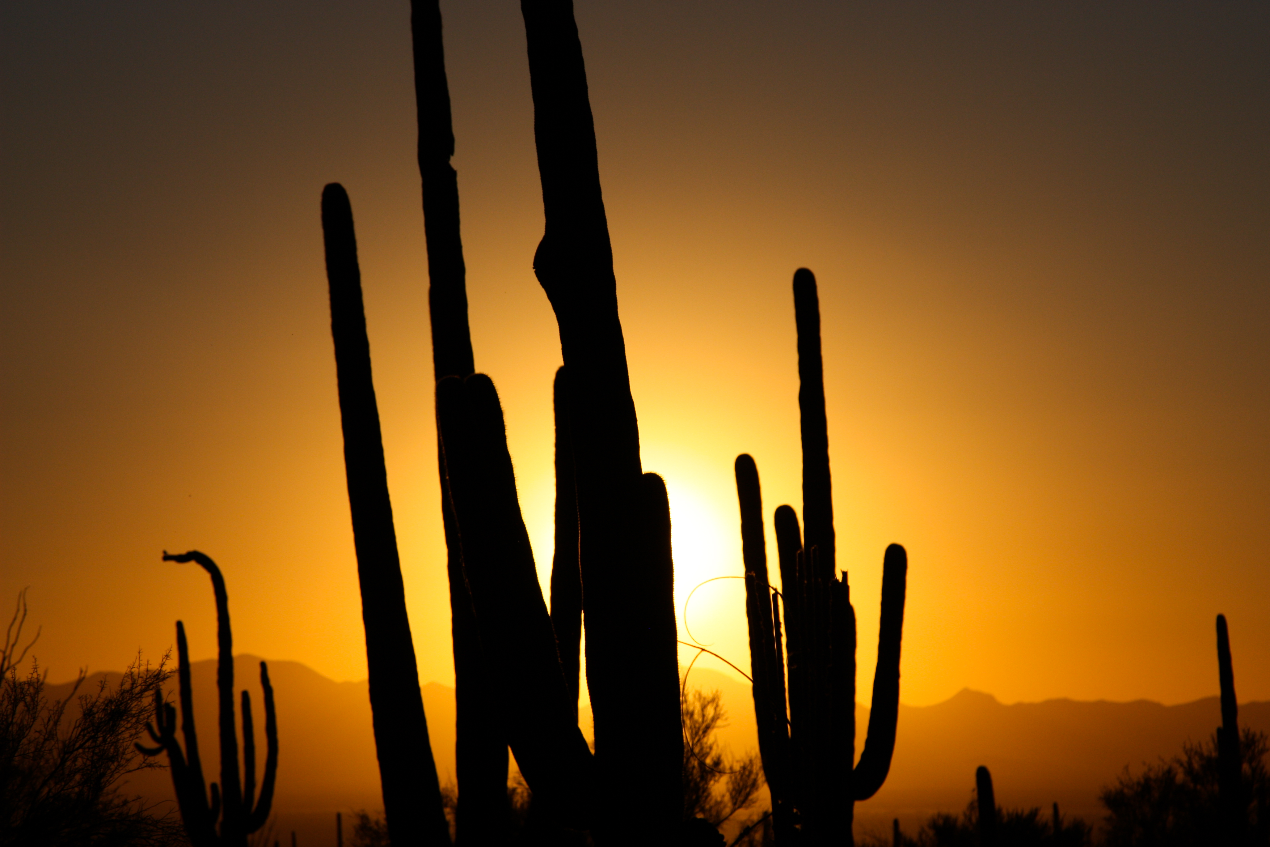 Saguaro Silhouette - Flickr - Joe Parks
