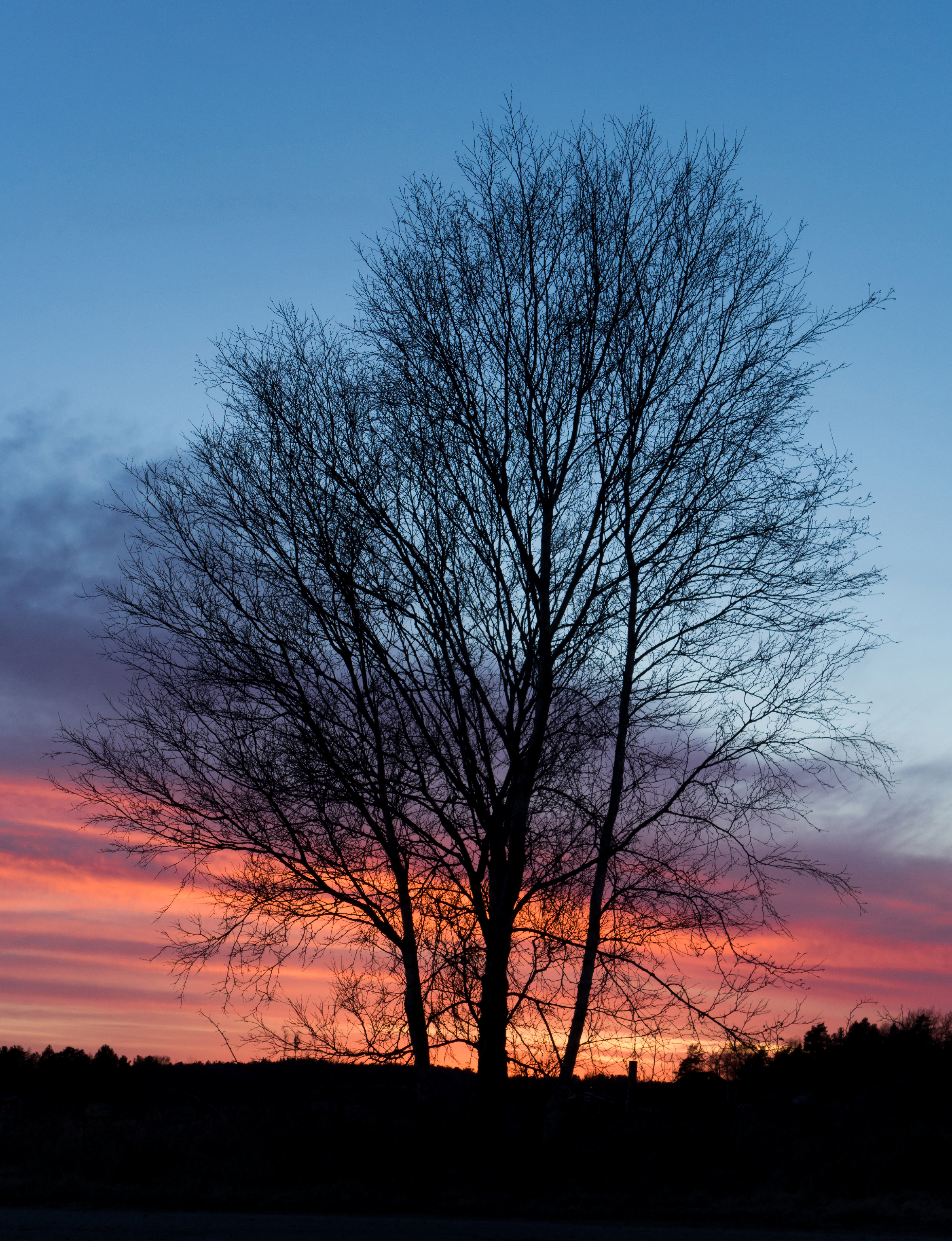 Sunset with tree