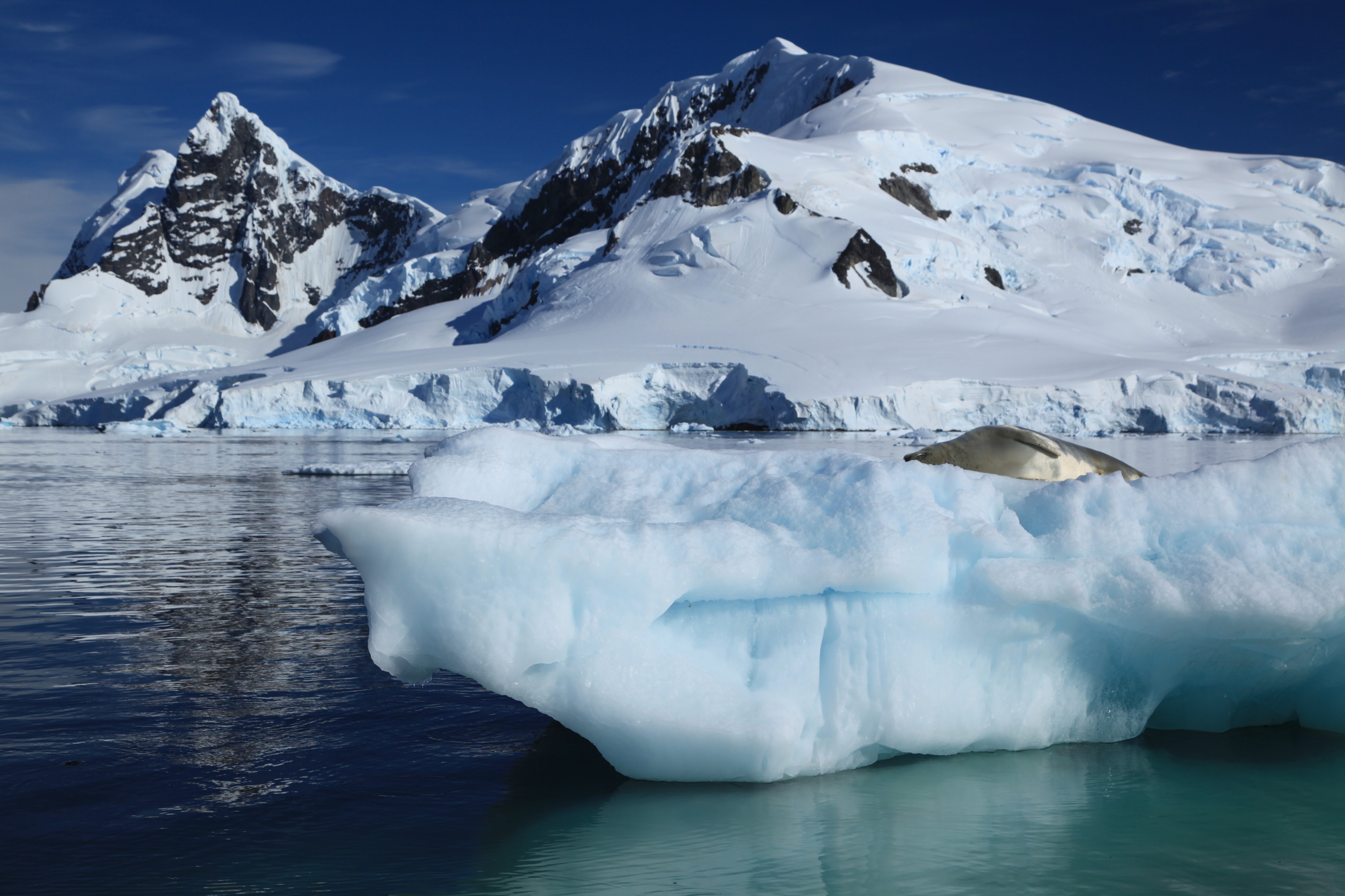 Iceberg with Crabeater Seal in Paradise Harbour, Antarctica (6087880422)