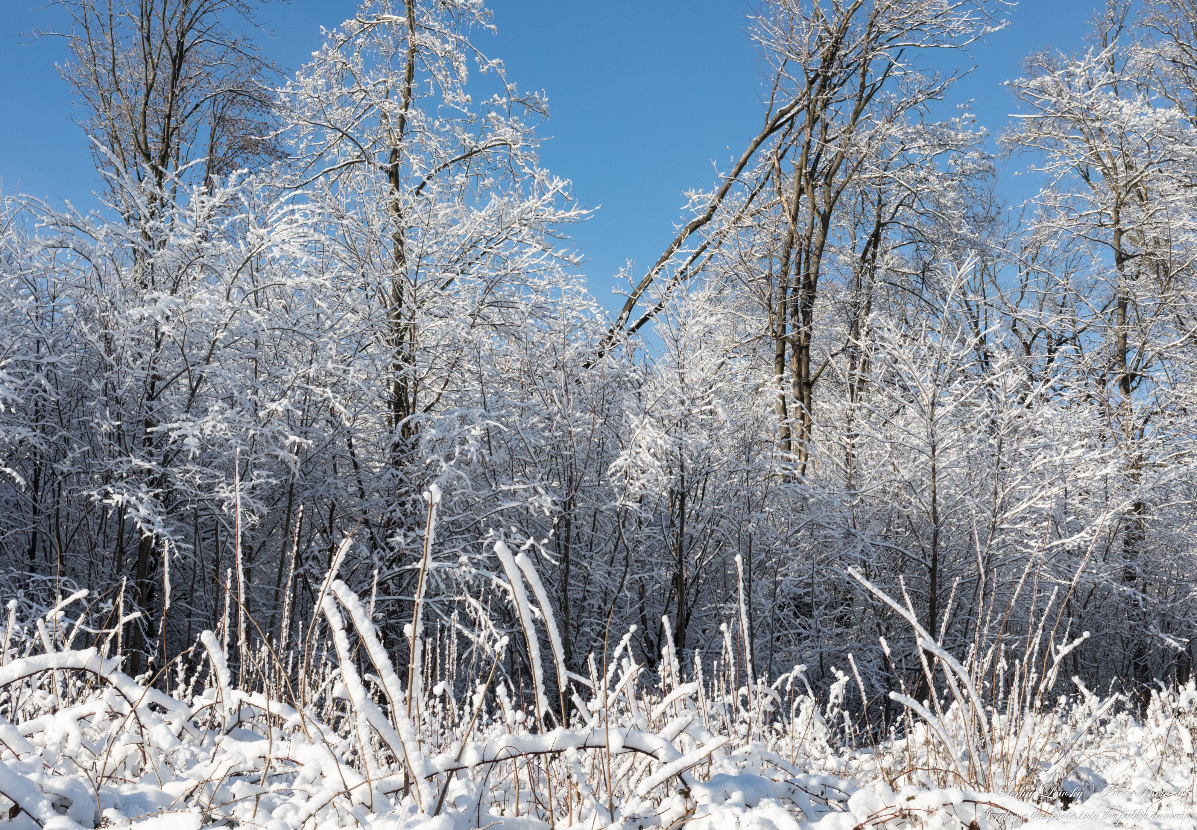 nature in Lviv region of Ukraine in December 2021 photographed by Serhiy Lvivsky, picture 13