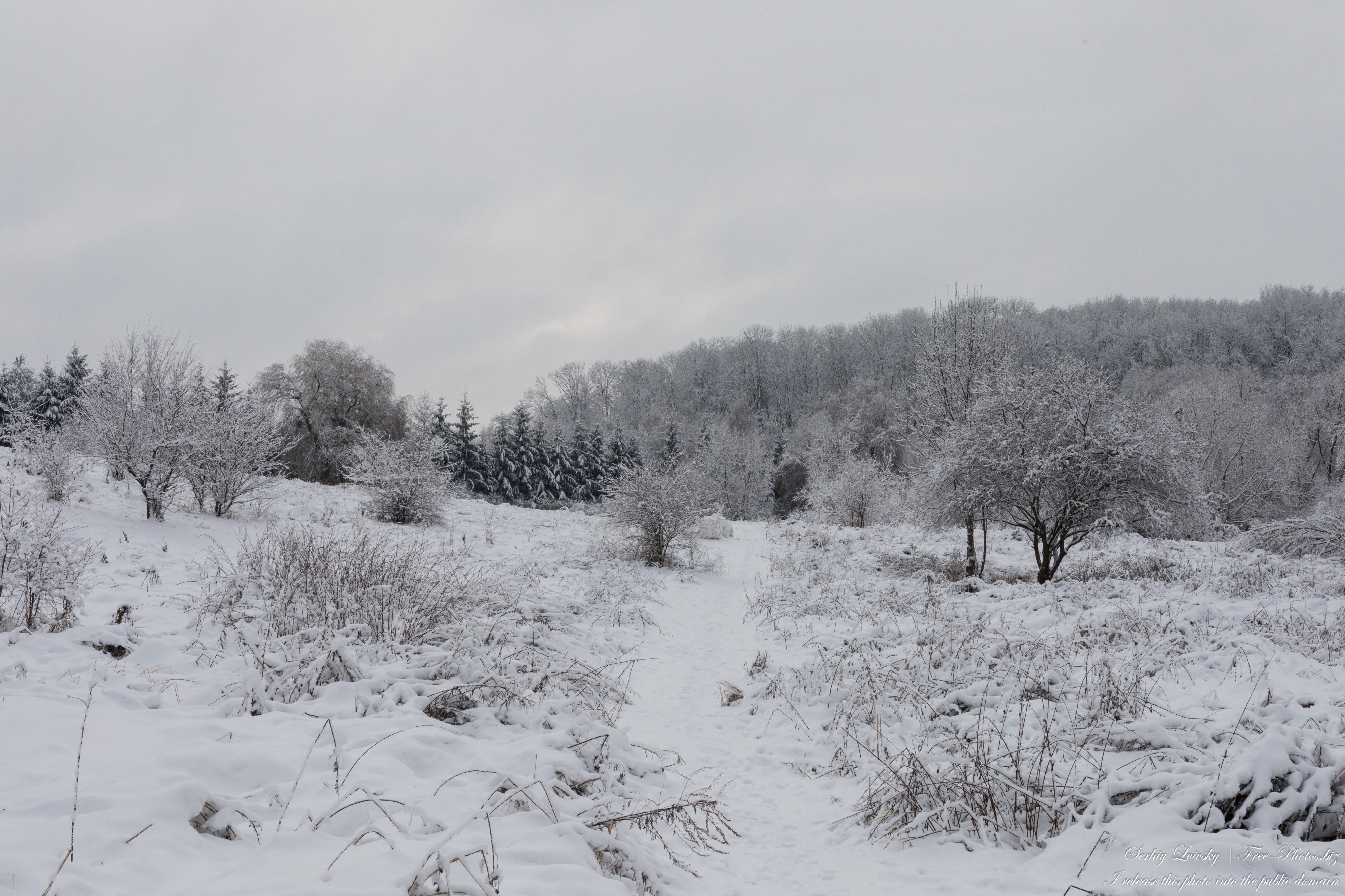 nature in Lviv region of Ukraine in December 2021 photographed by Serhiy Lvivsky, picture 18