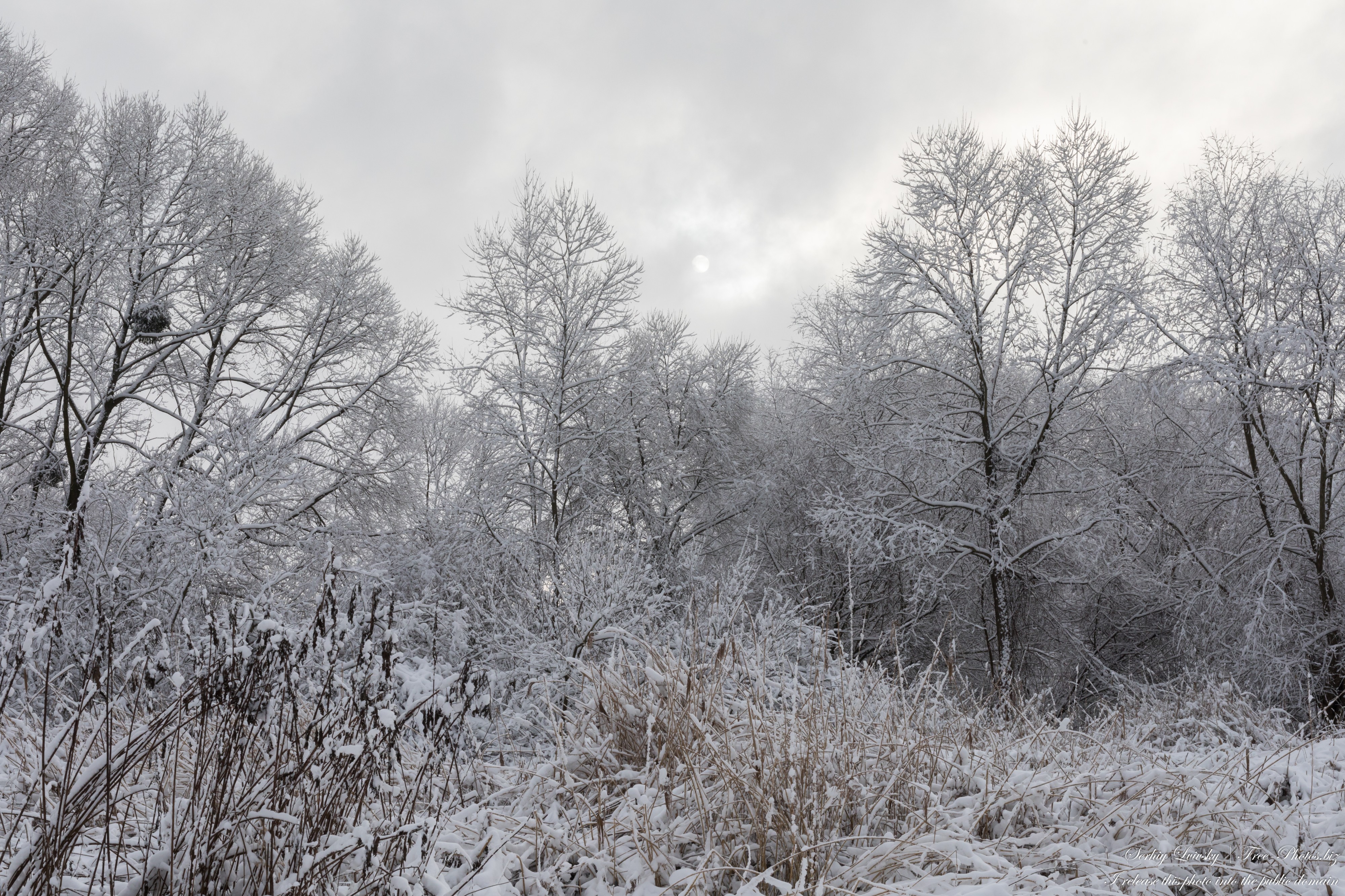 nature in Lviv region of Ukraine in December 2021 photographed by Serhiy Lvivsky, picture 19