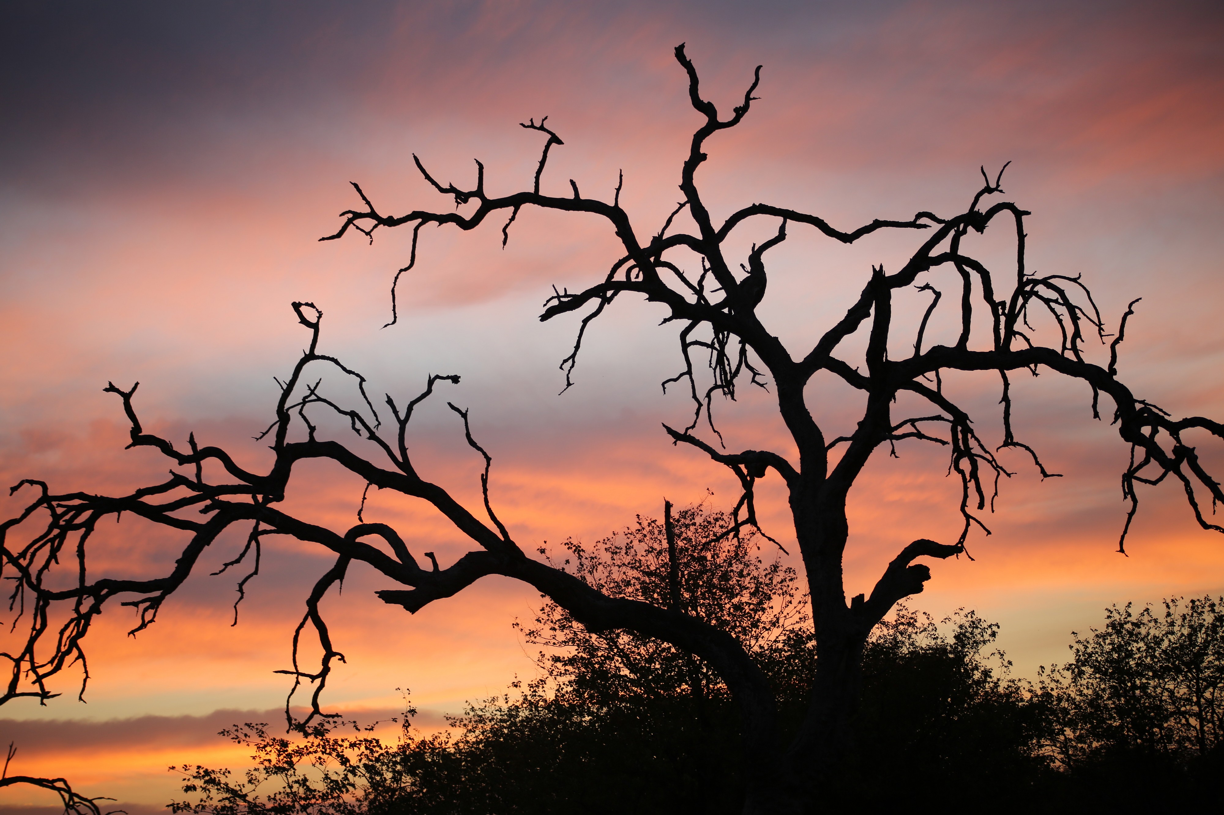 Sunset, Kruger National Park, South Africa (29129935921)