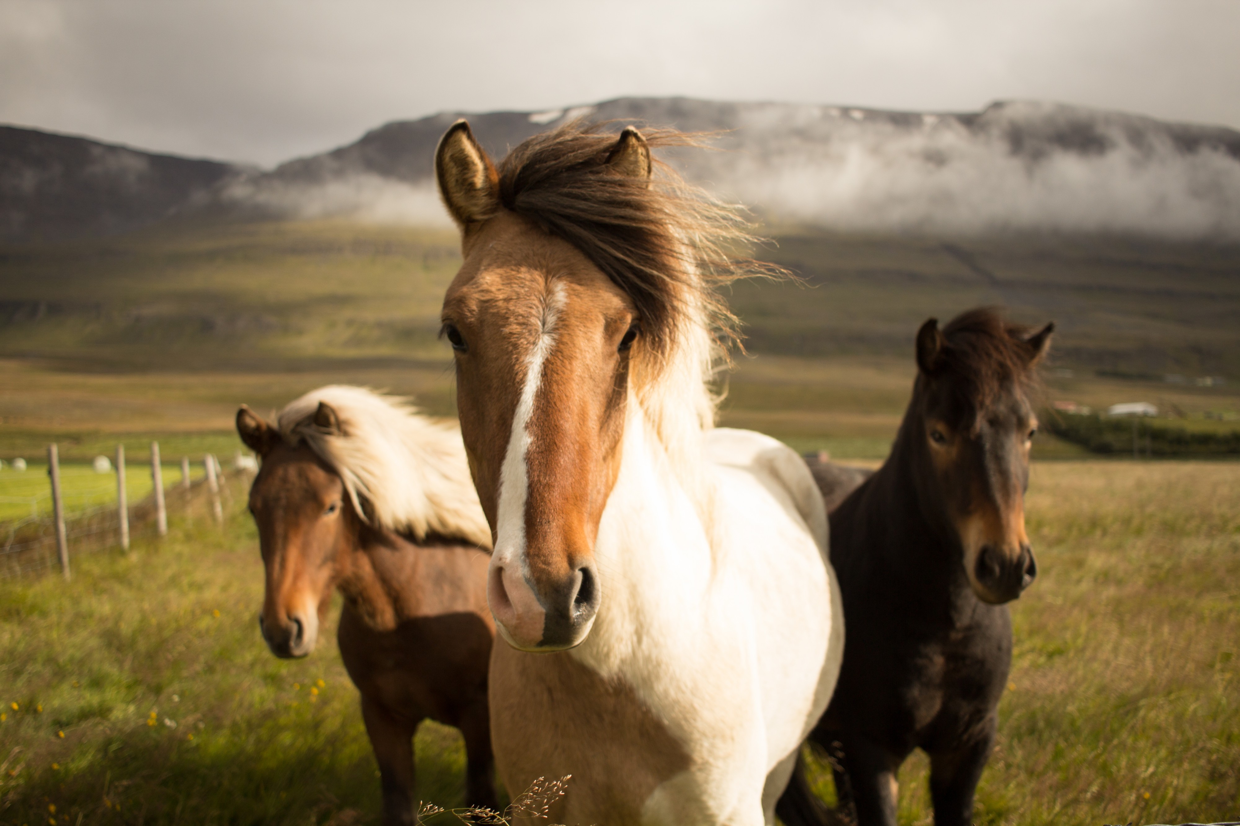 Three graceful horses (Unsplash)