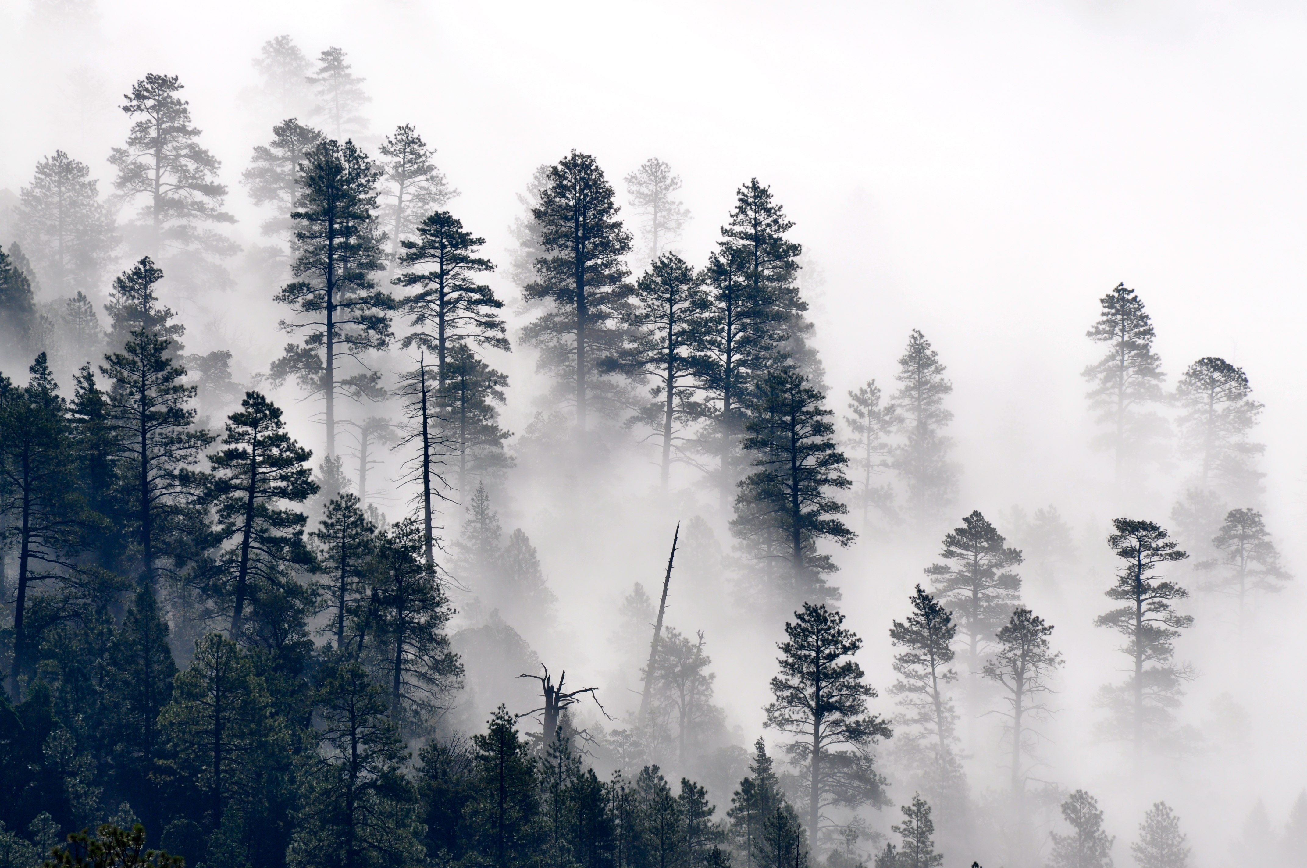 Trees in the mist (7699564540)