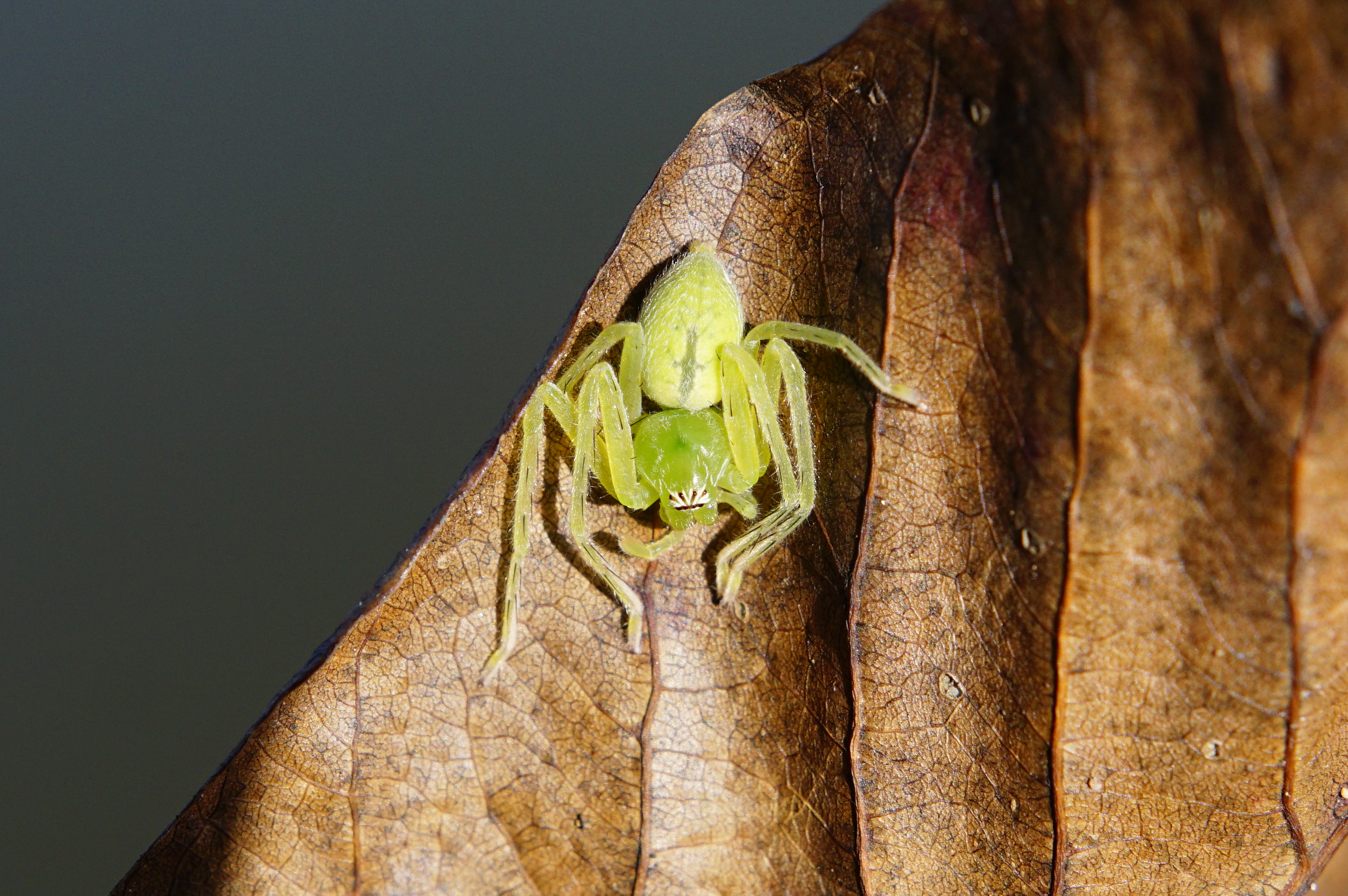 Green huntsman spider 0645