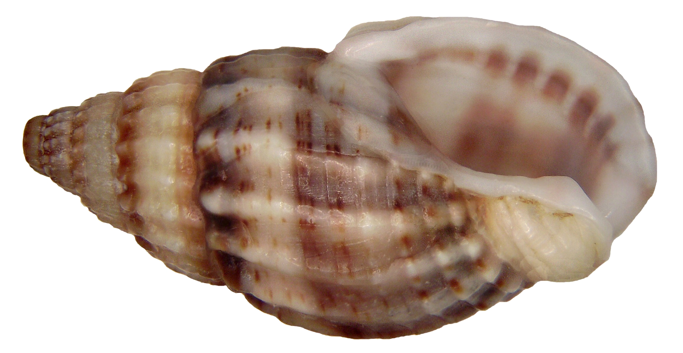 Hinia (= Nassarius) reticulata (Linné, 1758) (4646885957)