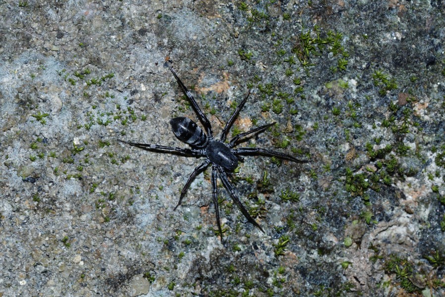 Antmimicking spider (Myrmarachne) 0972