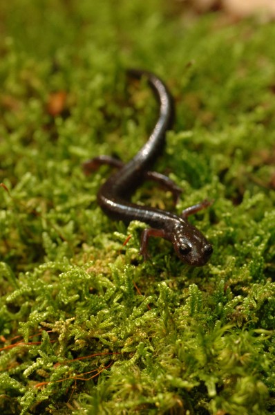 Cheat mountain salamander