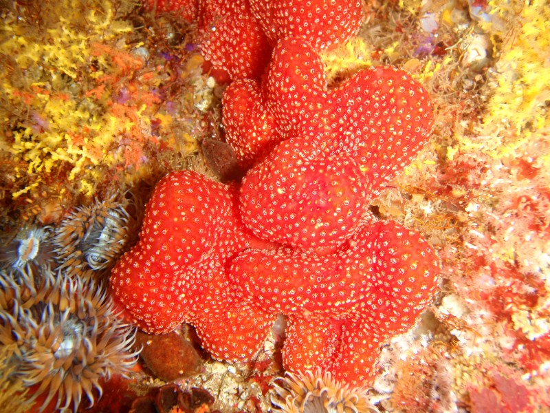 Colonial ascidians at Middle Bank P2277182