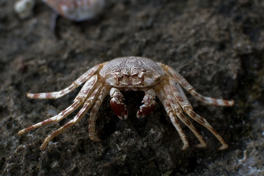 Crab Shell (Imagicity 296)