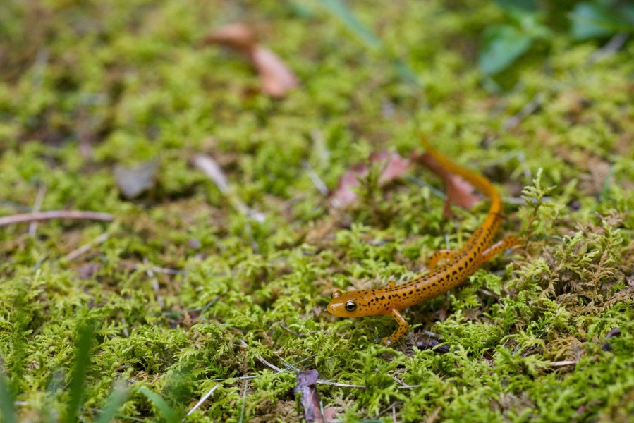 Eurycea longicauda longtail salamander amphibian animal