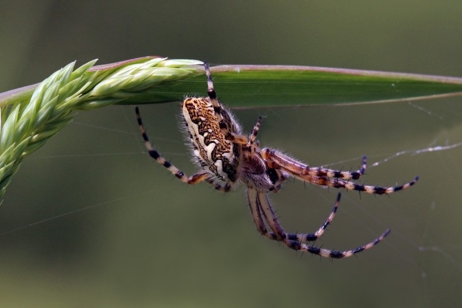 Oak Spider (Aculepeira ceropegia) female
