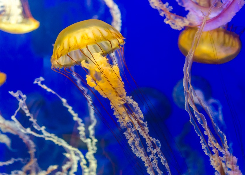 Pacific Sea Nettle in Aquarium