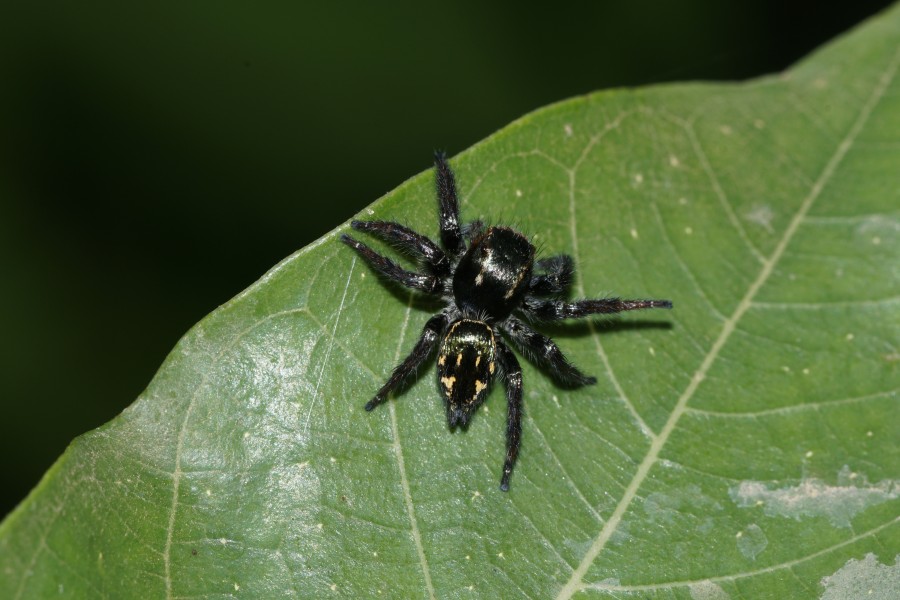 Spider 9574