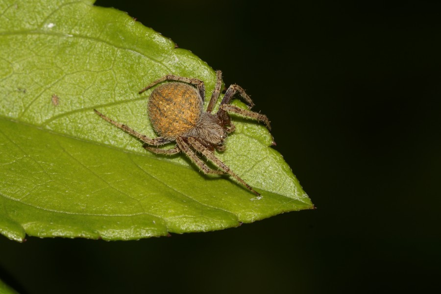 Spider(Neoscona sp) 0170