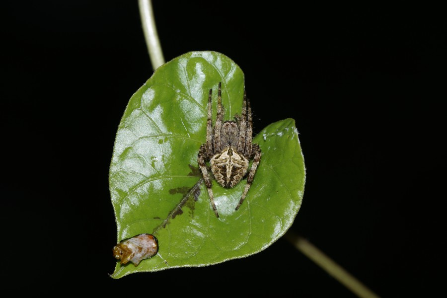 Spider(Neoscona Sp) 8582
