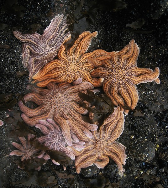 Starfish orgy (Stichaster australis)