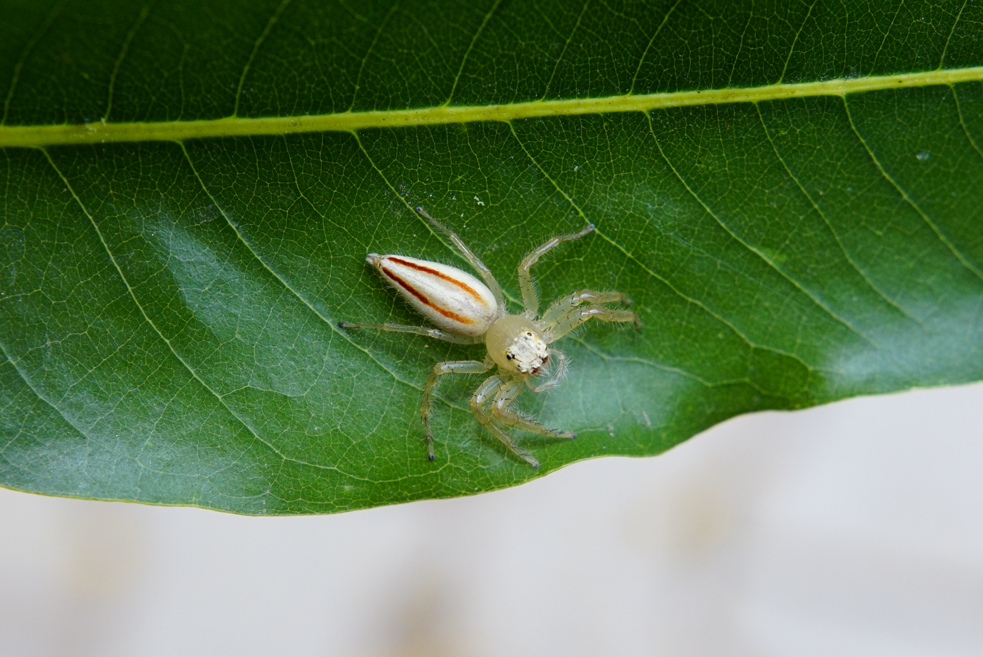 Spider (Telamonia sp)0526