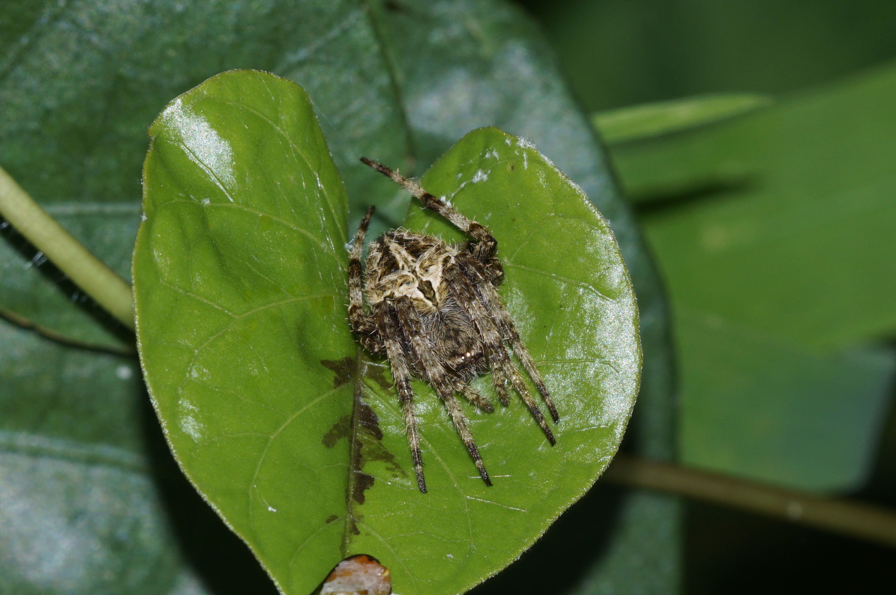 Spider(Neoscona Sp) 8626