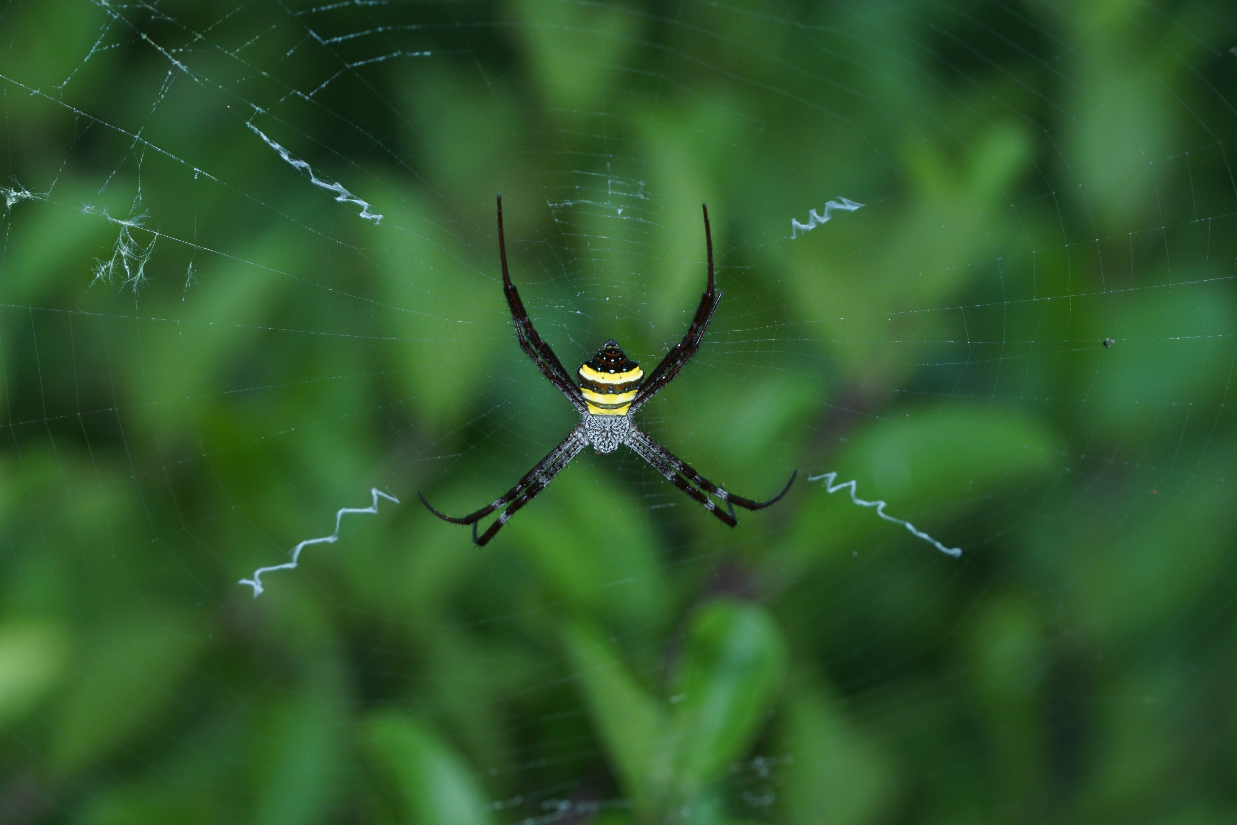 Spider (Argiope pulchella) 06255
