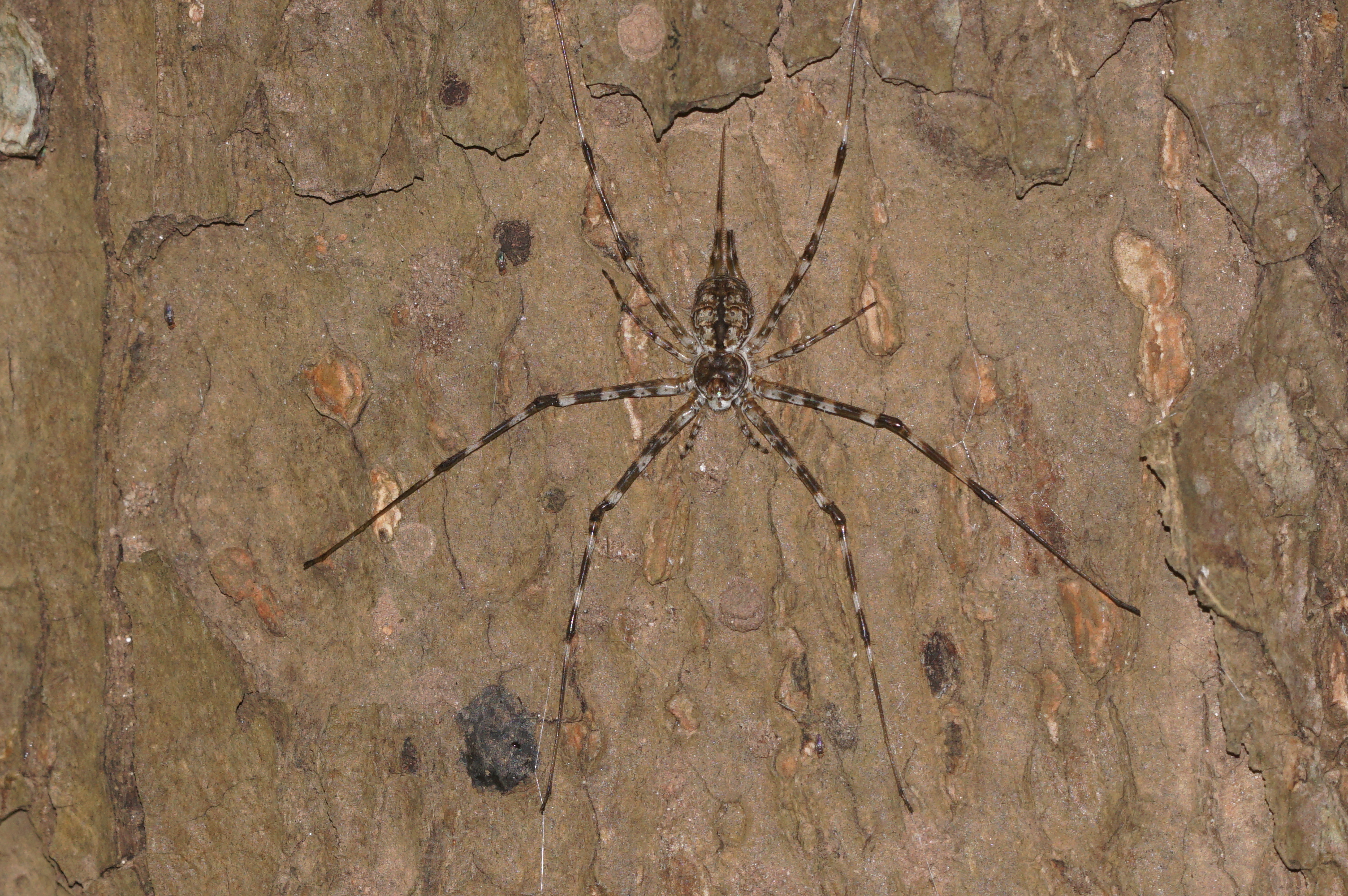 Tree trunk spider 02266
