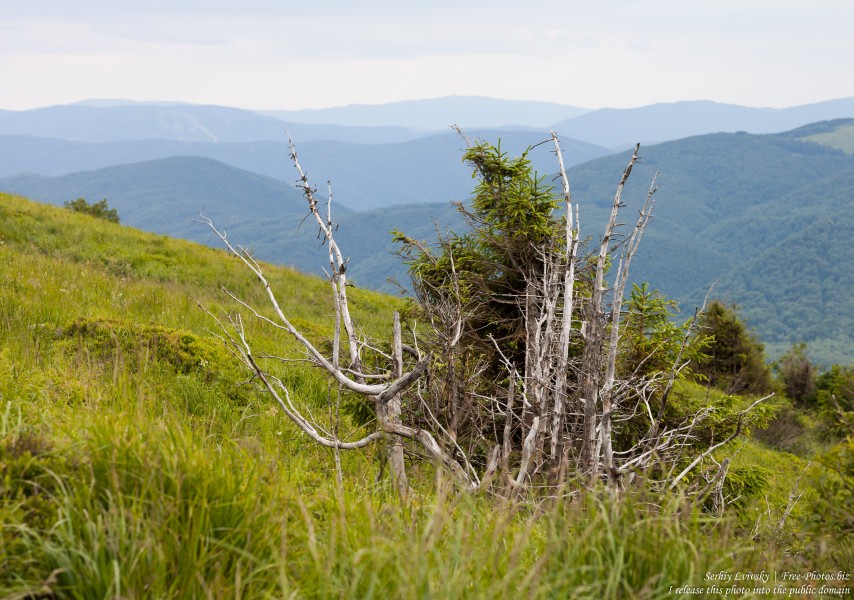 Bieszczady mountains, Poland, photographed in July 2017 by Serhiy Lvivsky, picture 6