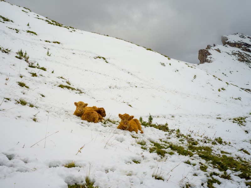 Highland cattle August snow Secëda Gherdëina
