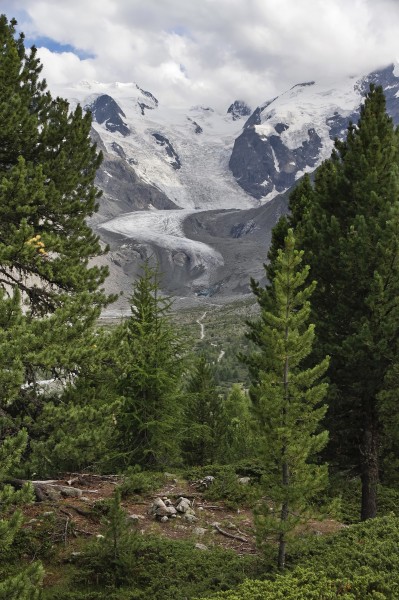 View to Morteratsch Glacier from mountain forest, Graubünden, Switzerland, 2012 July