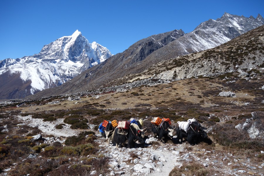 Working yaks in Everest region