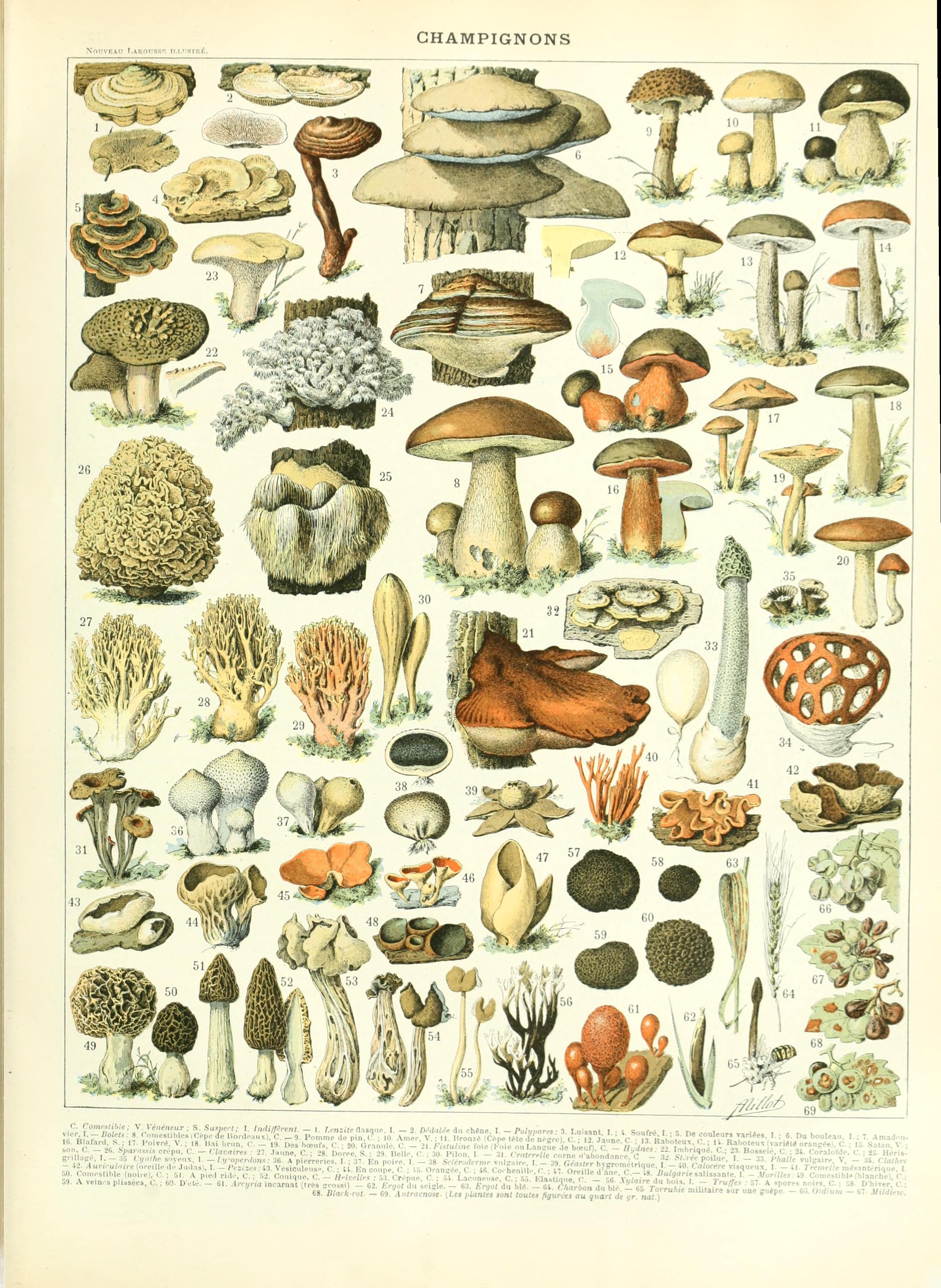Adolphe Millot champignon