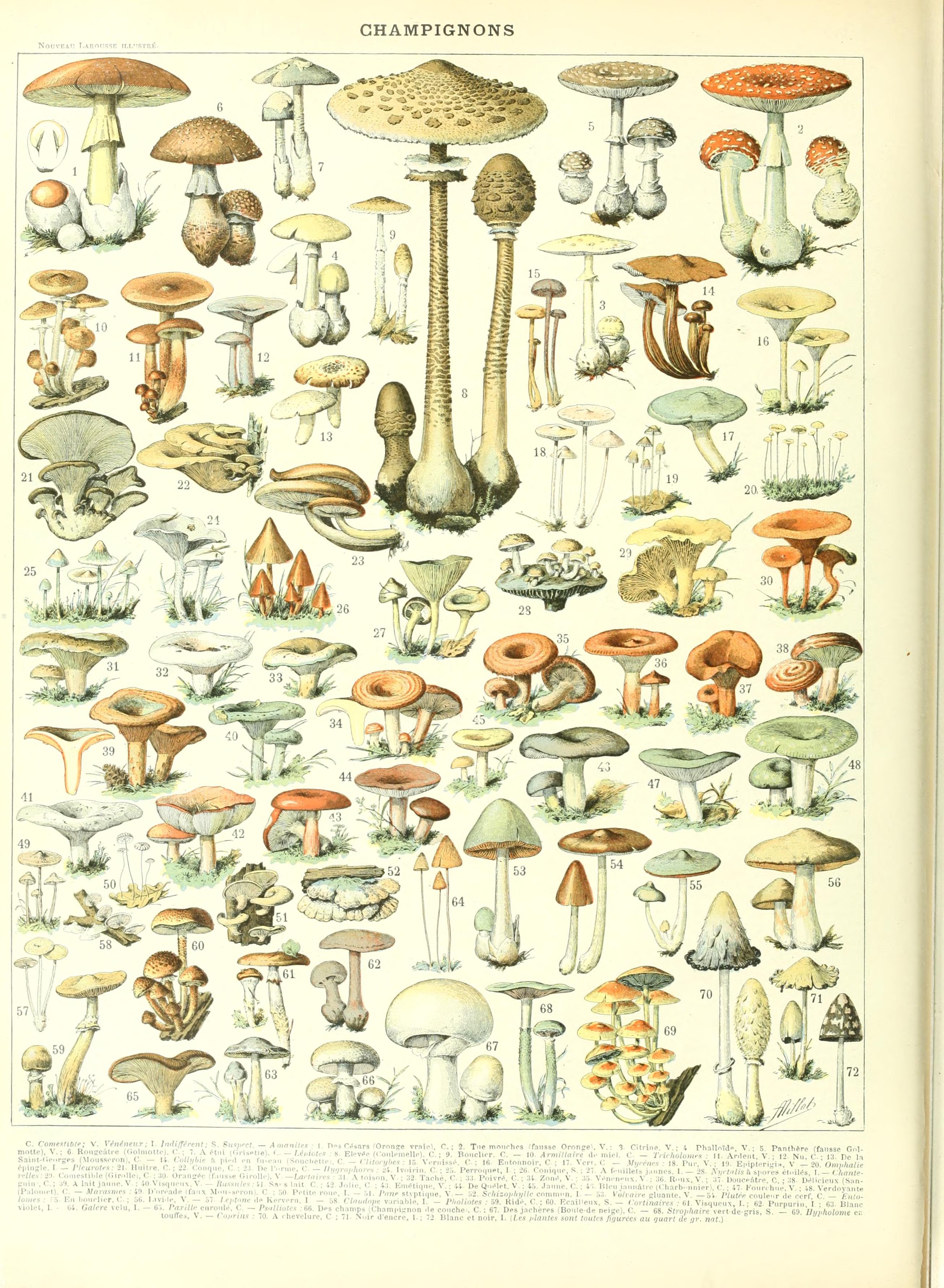 Adolphe Millot champignon-B