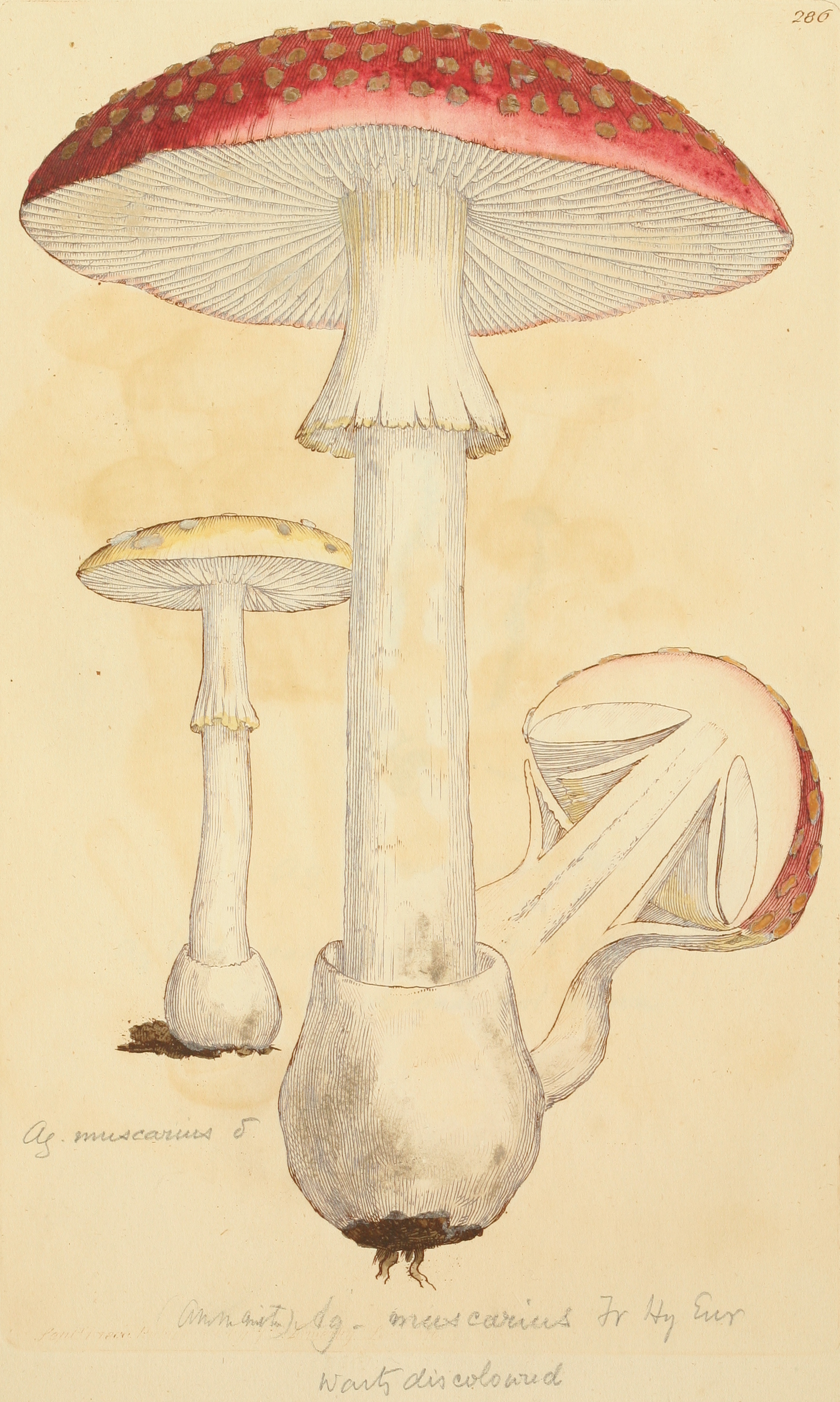 Coloured Figures of English Fungi or Mushrooms - t. 286