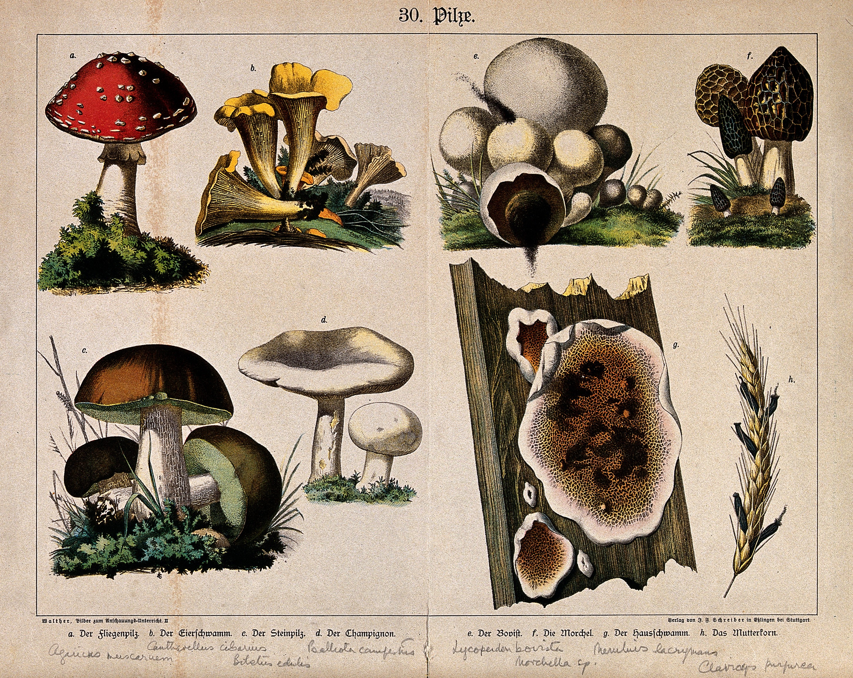 Eight fungi, including the fly agaric, chanterelle, Boletus Wellcome V0043092